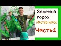 Горох-гигант. Мастер-класс . Часть 1