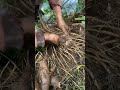 Ang link naa sa punuan sa abaka