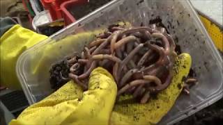 видео: АТ202 Первый Биогумус из Вермикомпостера 35 суток картинка: АТ202 Первый Биогумус из Вермикомпостера 35 суток