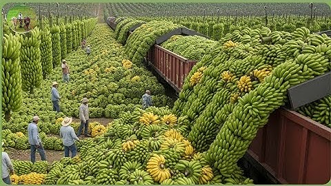 Modern Agriculture Machines on Another Level | Farmers Reap Millions Tons in Massive Harvests