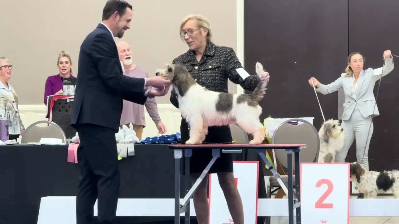 Regional Sweepstakes Puppy 9 -12 months Dog