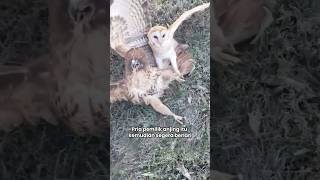 Menyelamatkan Burung Hantu Dari Cengkeraman Elang