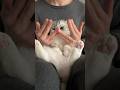 🫣? #cat