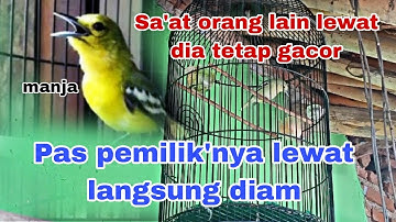 Cara mengatasi burung sirtu yang miyik dan tidak mau bunyi sa