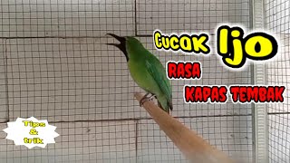 cucak ijo isian kapas tembak favorit para juri