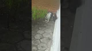peek a boo cat #funnycat #cat #catlover #iucat