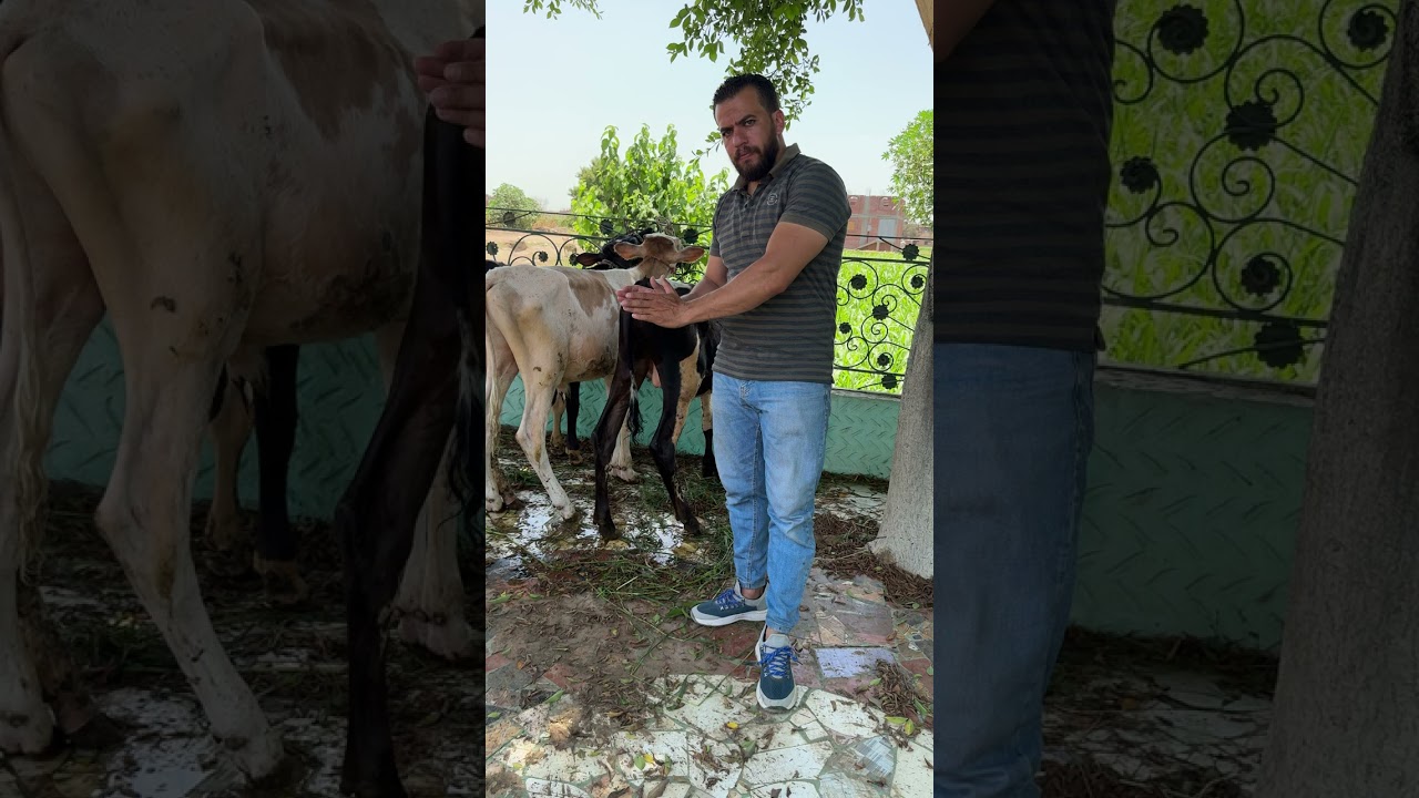 تربية العجول الصغيرة اسمع هتستفاد #اكسبلور #animalstories