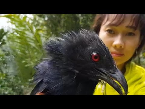 Video ĐI BẪY BÌM BỊP - Hương vị đồng quê - youtube