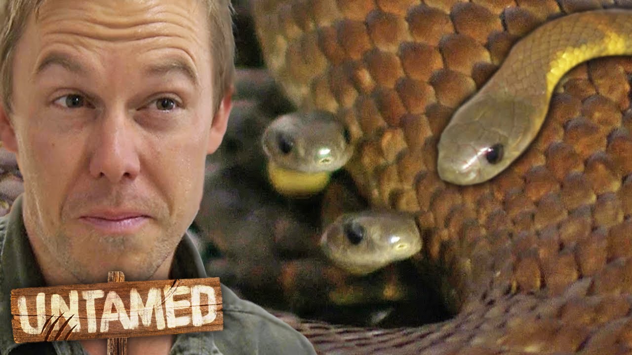 Baby Snakes Are Already Packed with Venom! ⚠️ The Wild Life of Tim