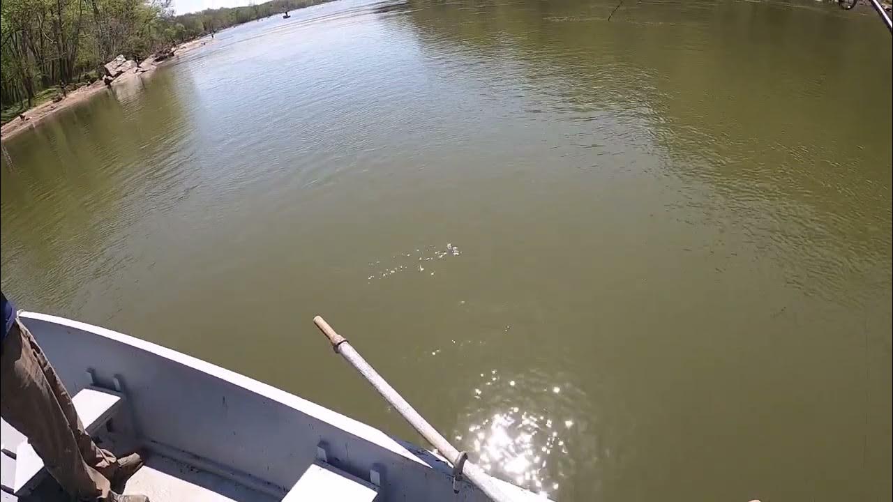 Catching a hickory shad at Fletchers Cove YouTube
