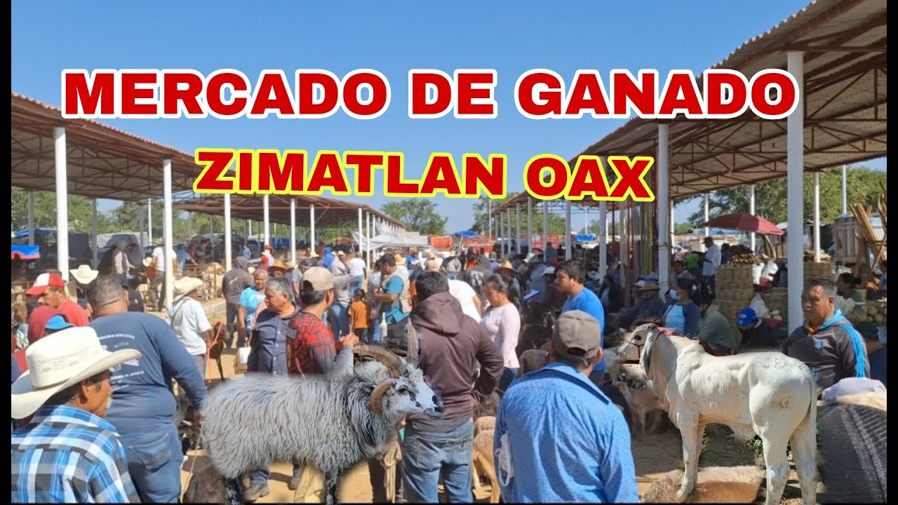 el mercado ganadero de zimatlan #tradiciones #mercado #ganado #tianguis #turismo #oaxaca #aventura