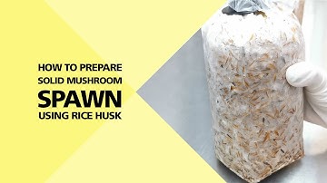 Mushroom Spawn Preparation (Part 3/4)