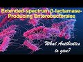 Idsa guidelines to manage extendedspectrum lactamaseproducing enterobacterales