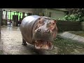 カバのジャンプその５・hippopotamus jumping splash No.５