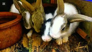 preparing for and caring for baby bunnies  ❤️