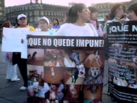 JALTENCO, CRUEL MATANZA DE GATOS Y PERROS INOFENSI...