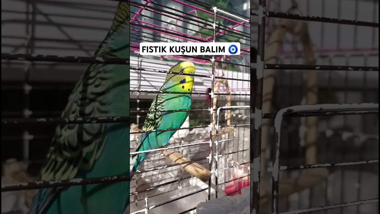 Sabah Neşesi 🧿 #muhabbetkuşu #muhabbetkuslari #birds #cute  #muhabbetkuşufıstık