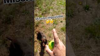 Training With Brown German Hunting Terrier