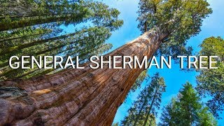 General Sherman Tree: The Largest Tree On Earth at Sequoia National Park