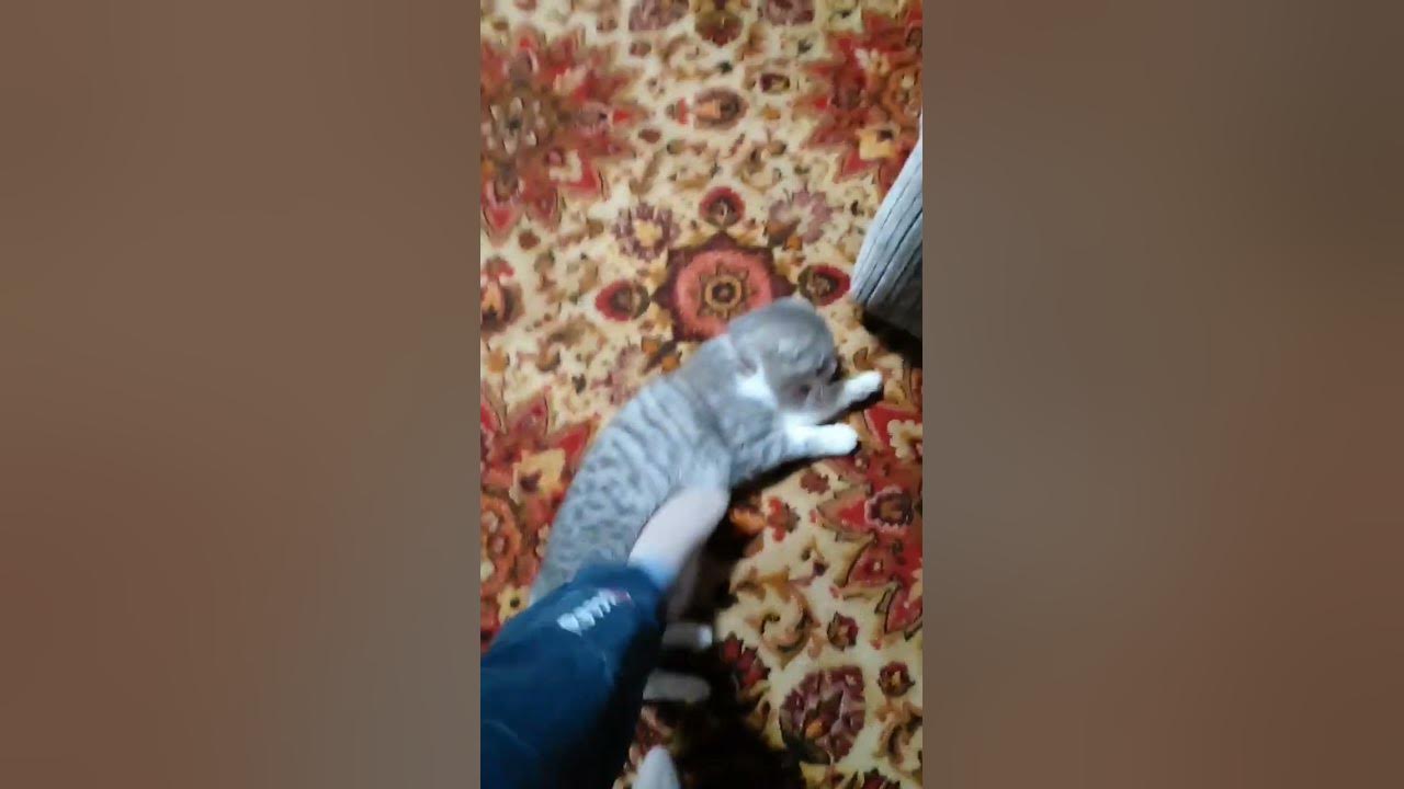 Хитрый кот - YouTube