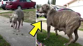Pit Bull Mama On The Verge Of Giving Birth Begs Man For Help by CreepyWorld 463 views 2 weeks ago 4 minutes, 15 seconds