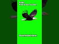 Flying Eagle Loop Free Green Screen VFX 