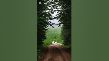 عبد الباسط عبد الصمد، سورة غافر