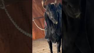 Koata goats Biggest size Bakri special male