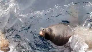 The huge handsome sea lions in the Sea of Okhotsk  #beauty