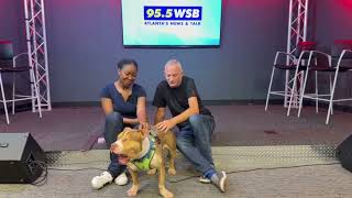 Kado (June 2026) - WSB Radio dog of the month for June 2026,