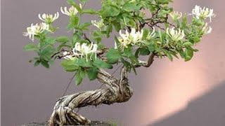 Cara membuat bonsai bunga melati