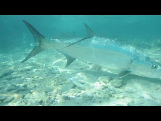 SCUBA DIVING WITH GIANT TARPON IN BONAIRE