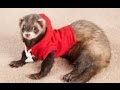 Ferret - A Funny Ferret And Cute Ferret Videos Compilation || NEW HD