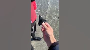 WOW!!! Paleontologist finds a Megalodon on a secret island! 🦈 #fossils #megalodon