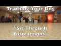 Teaching Your Dog to Teaching Your Dog to