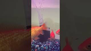 GOLDFISH 🐌
GOLDFISH 🐌 GOLDFISH 🐌