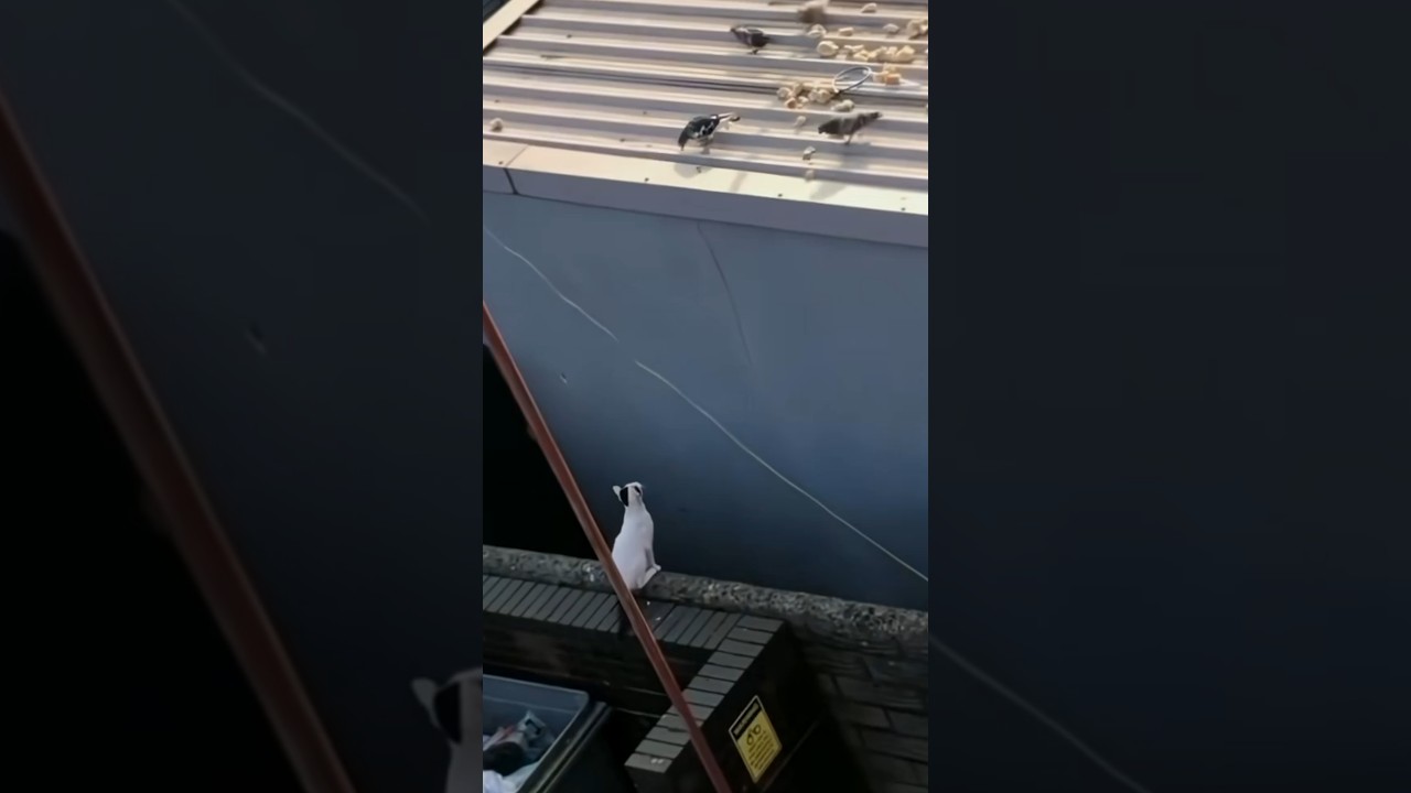 Cat Pounces Onto Roof, Catches Pigeon as Flock Scatters
