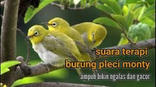 Terapi pleci monty agar cepat buka paruh