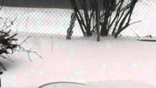 2011 2 1 Blizzard (5).AVI