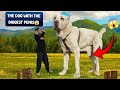 The Dog With The Biggest Penis Alabai Bigdogs 