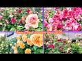 玫瑰花期爆花品種-馬內、瑪格麗特王妃、藍雨、partner….與今年產生花量品種、其它品種一併入鏡(5/8-10花園紀錄)#Erin玫瑰花園#馬內#rose#バラ