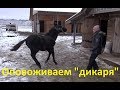 Соболь. Третий урок. Оповоживание.