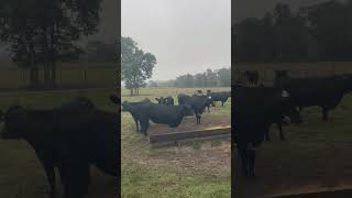 The Cattle Range Listing #510C394