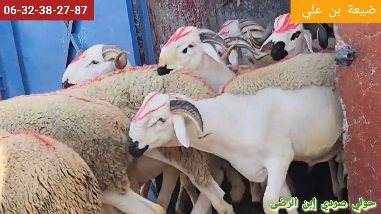 أزيد من 30 حولي لي شريت من مجيد سعيدي ولد داودي وسوق البروج إقليم سطات بتاريخ/31/8/25/ فرجة ممتعة 