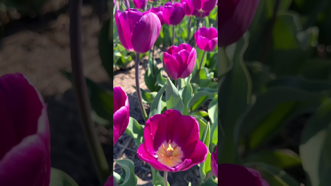 The 2025 Amsterdam region tulip season