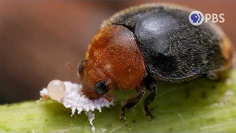 Save The Grapes! Enter The Mealybug Destroyer! | Deep Look