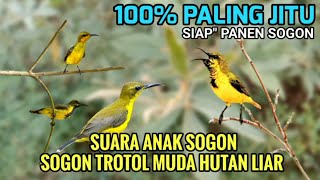 Suara pikat sogon | Suara pikat sogon anakan memanggil sogon liar dijamin ampuh