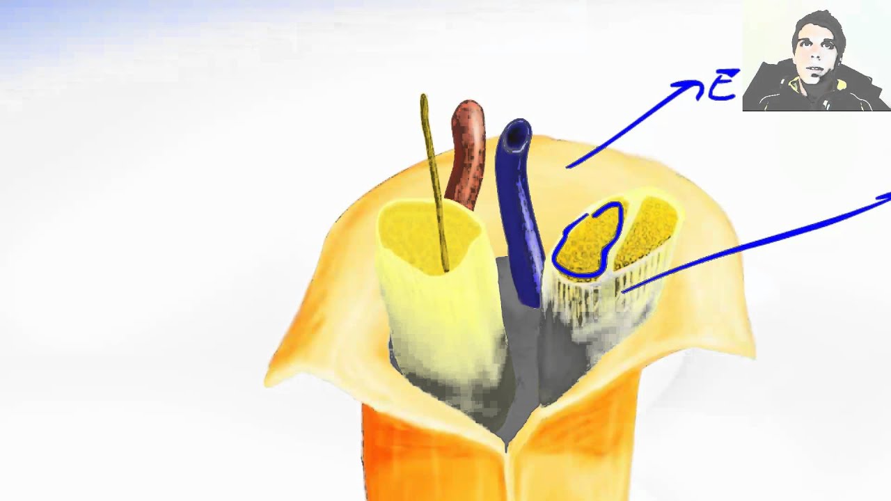 Peripheral Nerve - Afferent And Efferent Nerve Fiber - YouTube