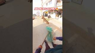 Super Smooth Dog Catch #shorts #shortsfeed #ytshorts #youtubeshorts #ytviral
