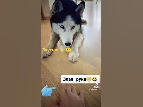Хаски, вкусняшка, злая рука - YouTube